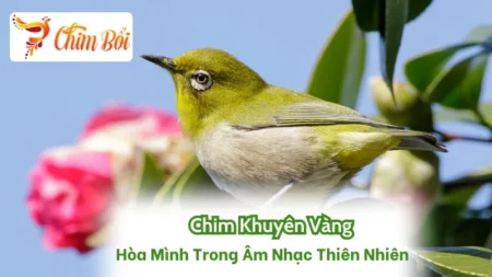 Chim Khuyên Vàng - Hòa Mình Trong Âm Nhạc Thiên Nhiên
